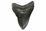 Fossil Megalodon Tooth - South Carolina #341395-1